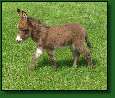 The Elms Spice is Nice